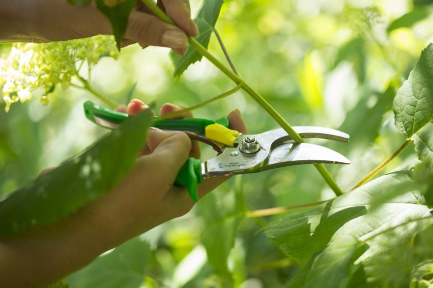 Opinel - Le Secatur Hand Pruner - Meadow