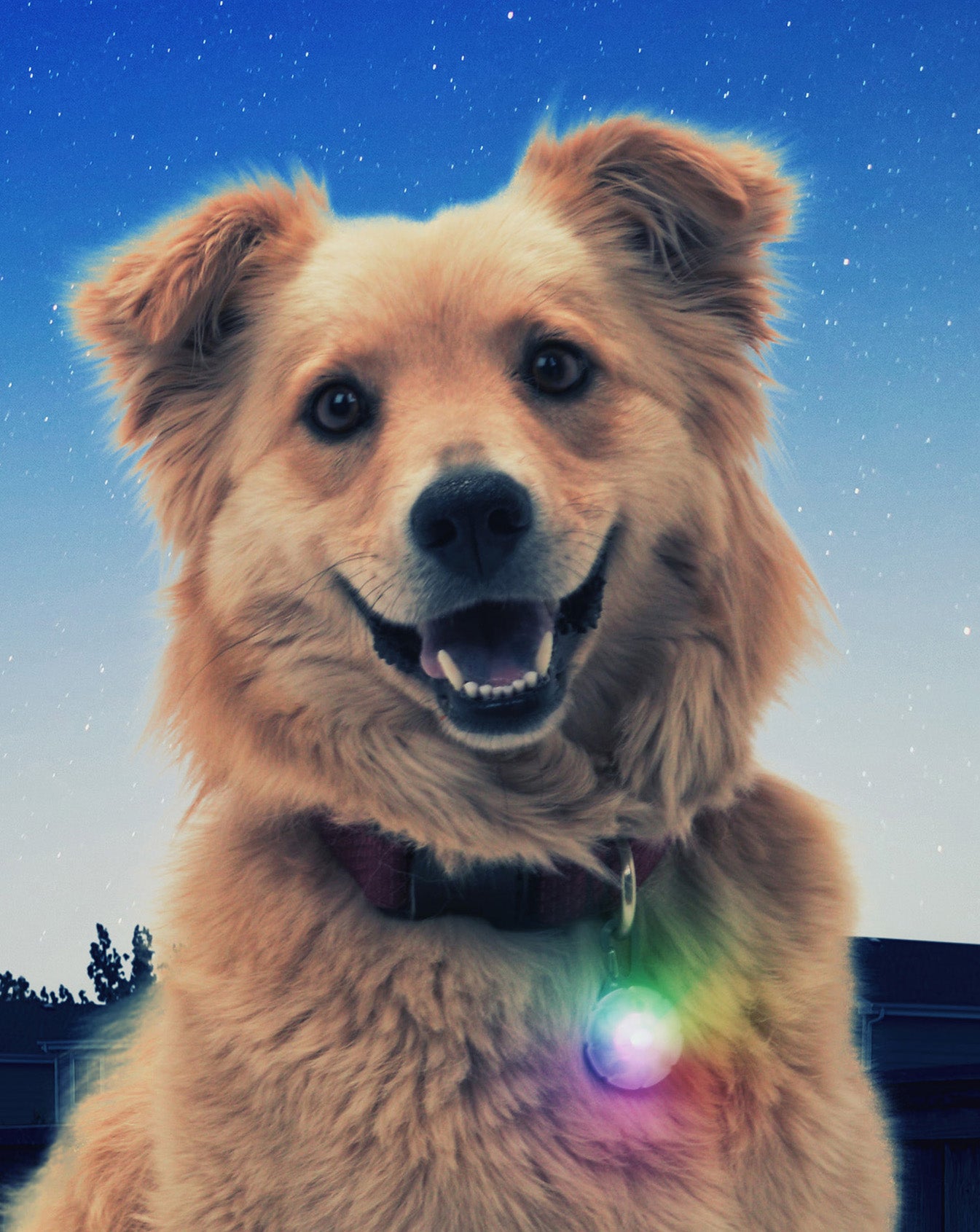 Pets Accessories