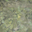 English Woodland