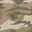 Light Woodland Camo