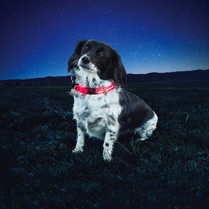 Nite Ize Nite Dawg® LED Dog Collar